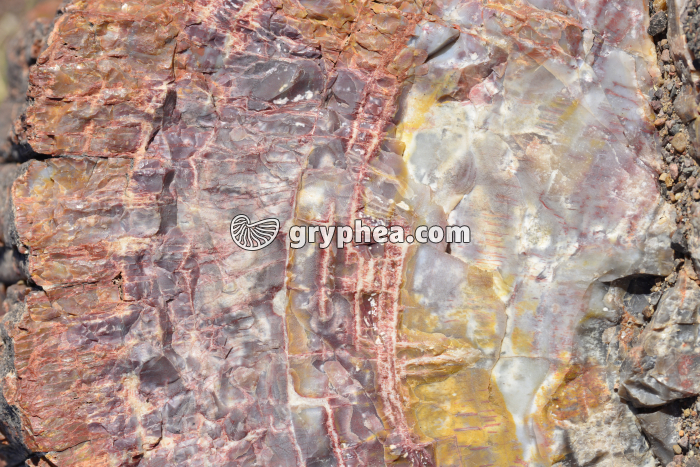 Tronc silicifié (Araucaria) détail - gryphea.com